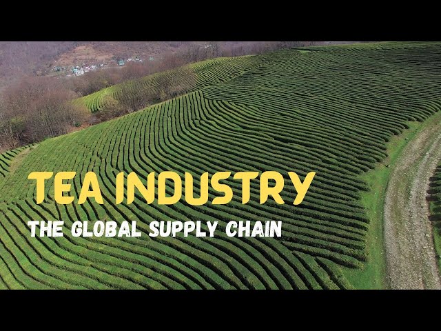 Global Labour 2: The Story behind Global Tea