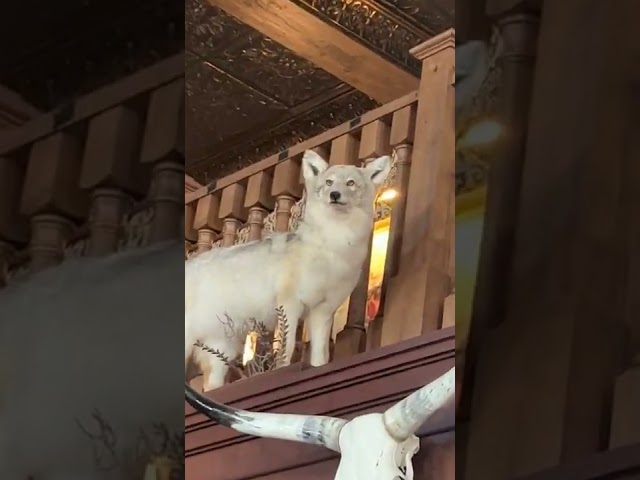 Wonder what he is mad about? #stuffed #funny #taxidermy #fox #deathvalley #route66