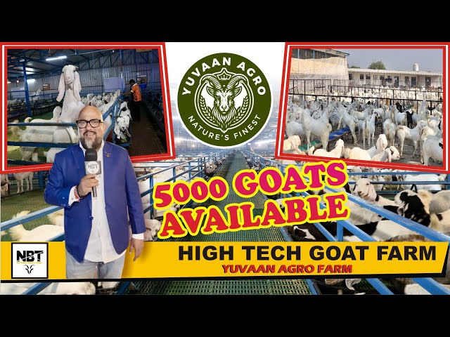 Biggest Sojat Goat’s Shade High Tech Goat Farm Yuvaan Agro