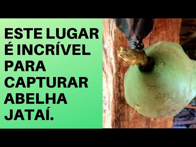 Lugar Incrível para Capturar Abelhas Jatai Tetragonisca Angustula