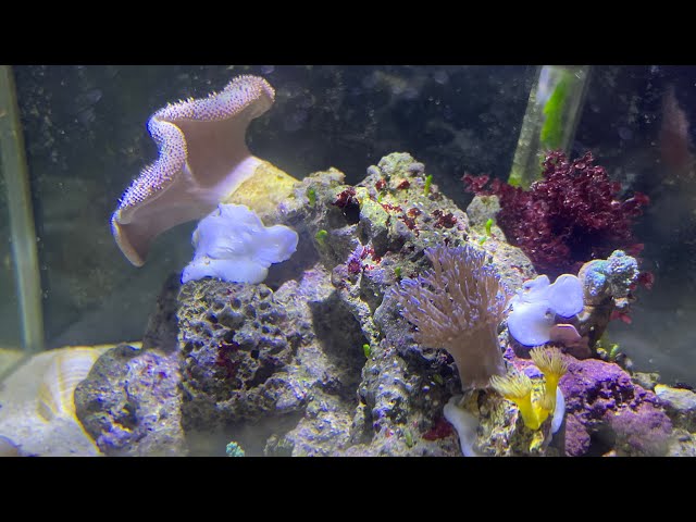 Mein Meerwasserquarium nach einigen Wochen - Besuch bei Mrutzek //Kampffischdame