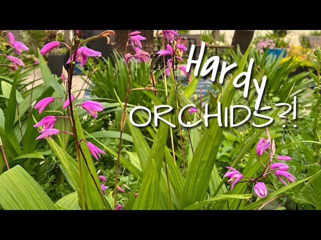 Tropical Doppelgängers: ep. 1 | Hardy ORCHIDS?! | The Barefooted Gardener