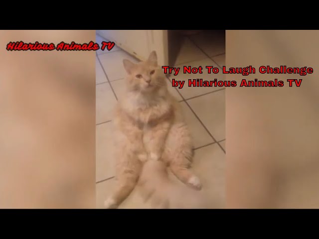 Hilarious Cat Viral Videos | Ultimate Cat Compilation 2019