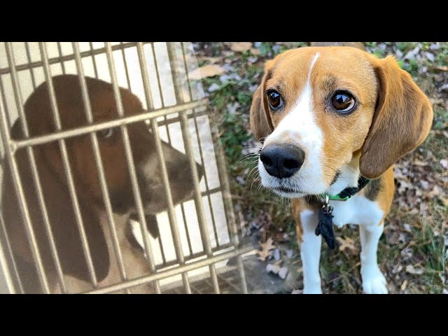 Lab breeding dog becomes lap dog: Franny (4,000 beagles)