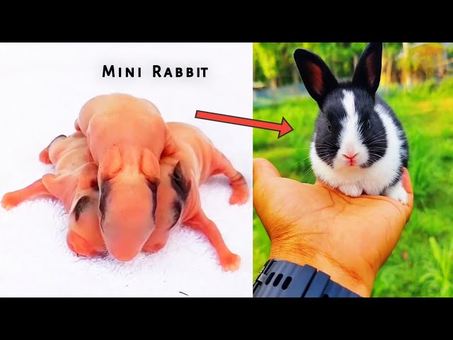 Mini Rabbit Baby Playing || mini baby rabbit || rabit video on youtube @crazyvlog-lt8cy