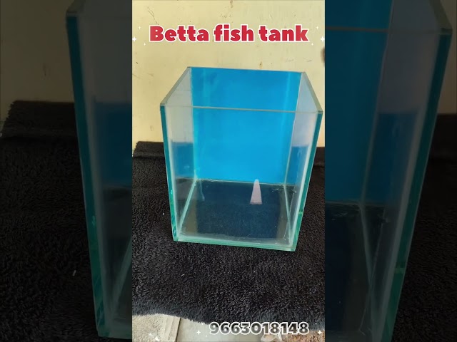 Simpleb betta tank setup #aquarium #fish #aquascape