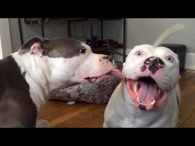 Are Pitbulls the FUNNIEST DOGS ? - NEW Funny Dog Videos 2024 🐶