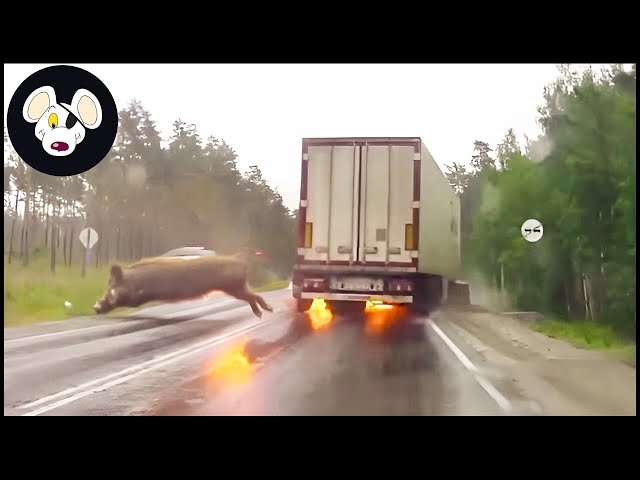 30 Shocking Road Incidents Between Invasive Animals and Supercars | Invasive Species