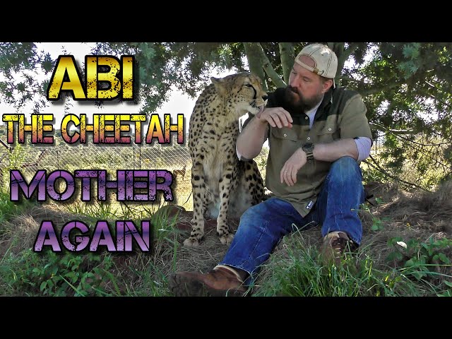 Abi The Cheetah Pregnant Again | Handicapped BIG CAT Helping Species Survive With Cubs As Her Legacy