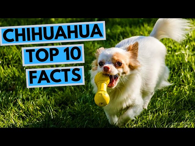 Chihuahua - TOP 10 Interesting Facts