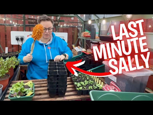 Seedling update, potting on (transplanting) my peppers, lettuce, basil and spring onions