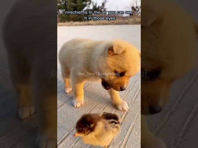 Fluffy Puppy & Chick – Mischief Is in the Air! 🐶🐥💨 #laugh #funny #pets #fluffy #chicks #shorts