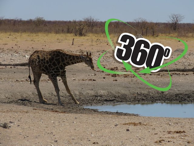 VR 360° 4K Video - Etohsa Pan National Park Waterhole - Namibia. Africa