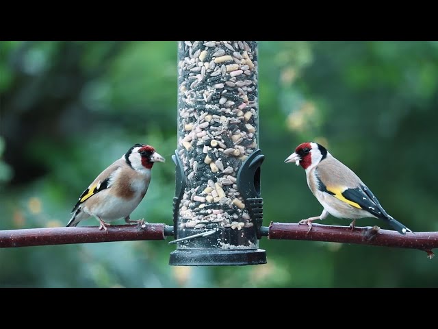 Beautiful wild birds - Nature and Wildlife Video