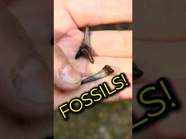 New Jersey Fossils! Shark Teeth and Smarties…? #fossils #fossilhunting