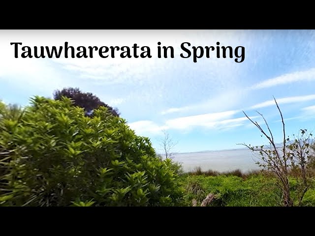 Tauwharerata (Western Lakes) in Spring Narrated by Marama Fox