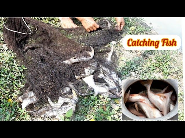 Catching Fish With a Traditional Cast Net. গ্রামে এসে জাল দিয়ে মাছ ধরা।