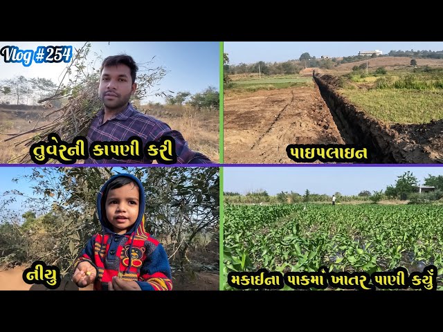 તુવેરની કાપણી કરી || મકાઈના પાકમાં ખાતર પાણી કર્યું