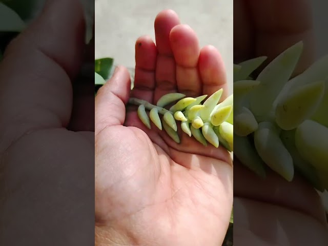 Burrio's tail propagation #succulent #plants #plantcare #houseplants #plantparent #propagation