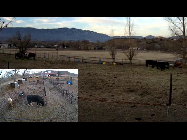 A Rocky Mountain Girl & MTNMN Ranch Live Stream "Herd Life"