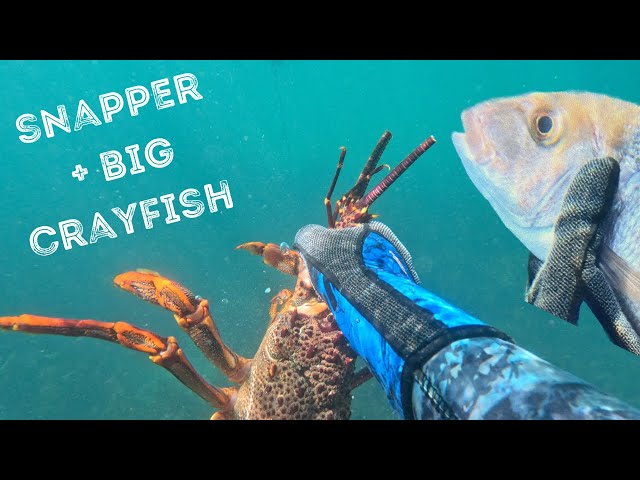 SPEARFISHING/CRAY DIVING in Auckland & Far North New Zealand