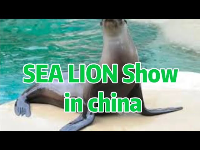 Sea Lion Show | Funny Smart Sea Lion Show at zoo park | Xian China | #sealions #sealionshow