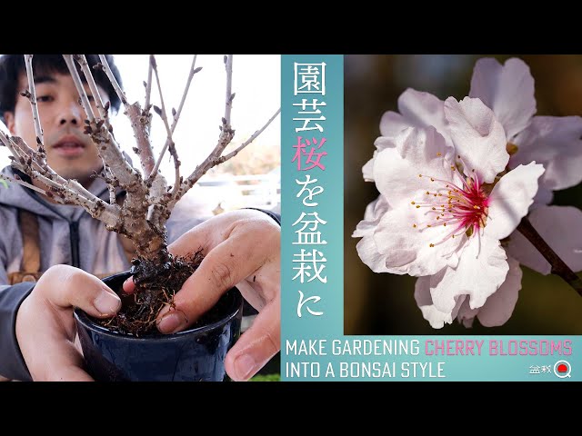 Transform cherry blossoms for gardening into bonsai [Bonsai Q]