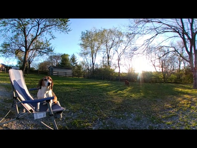 360° video of dogs playing