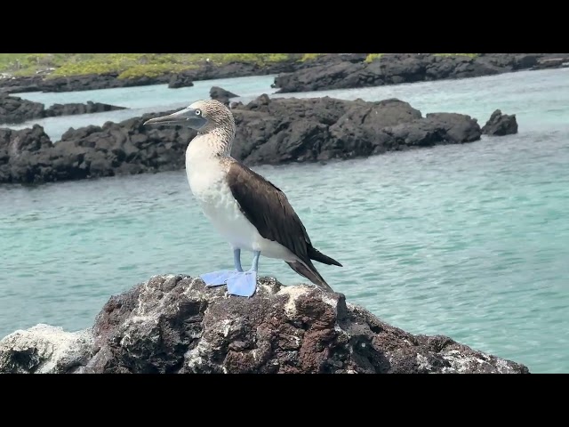 Blue-Footed Booby.  HI RES!  AMAZING!!!  - Galapagos Ecuador - ECTV