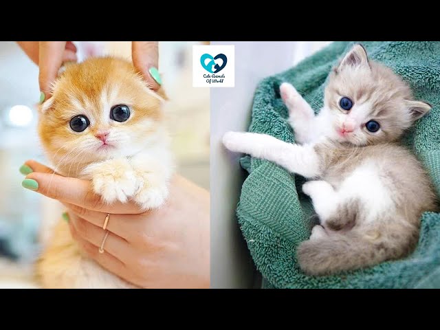 Animal Baby Cat Cute Dog Friend || Cute Animals Of World