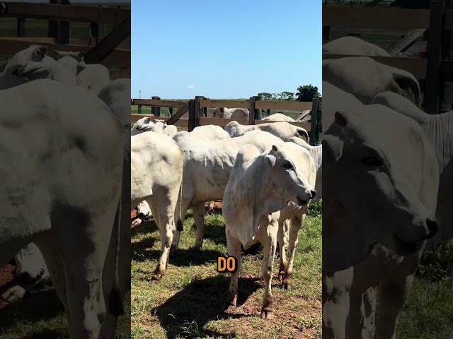 See the management of this PO cattle from this project for beef cattle #shorts