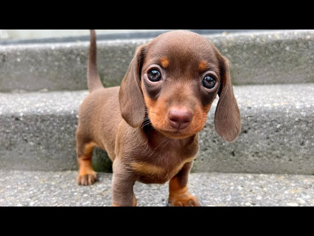 Family Diary- Dachshund puppies 6 weeks old.