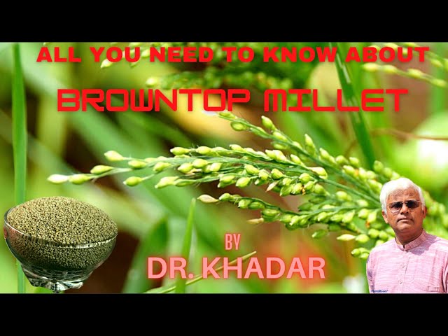 Everything You Need to Know About BROWNTOP MILLET | Dr. KHADAR