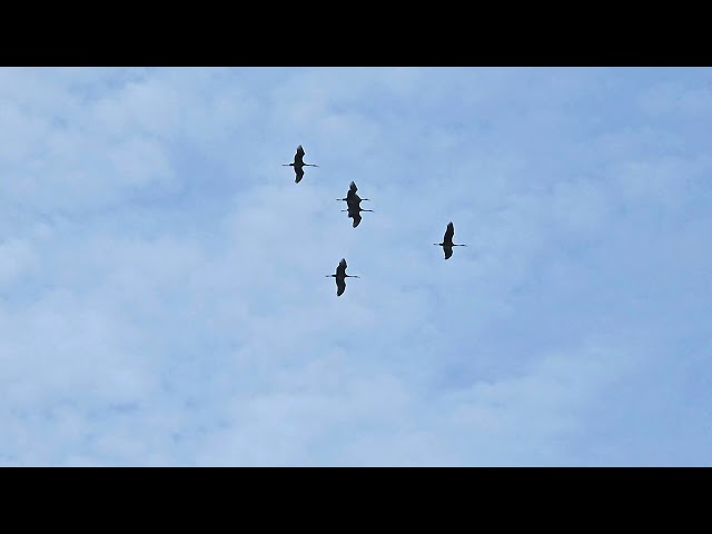 SANDHILL CRANES FLYING OVER THE ND-LEEF AREA AT ST. PATRICK'S COUNTY PARK.