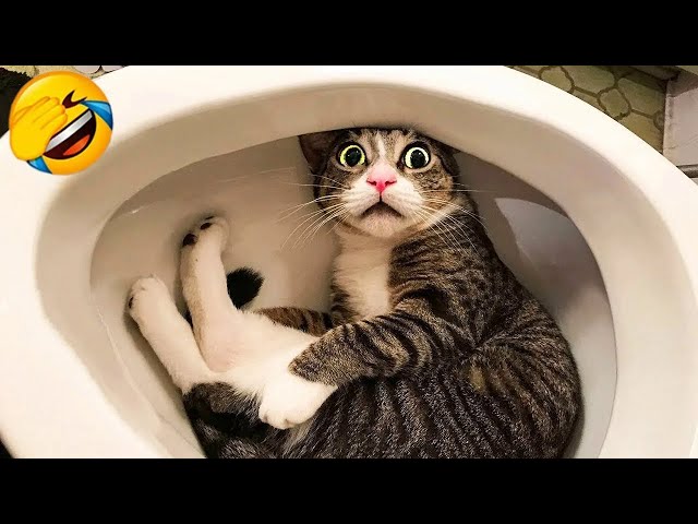 Funniest Animals 2024 🤣😅 New Funny Cats and Dogs Videos 😸🐶 Part