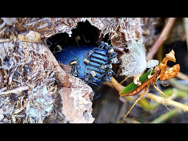 I experimented with placing my microphone in an ant's nest, listening to what they were saying