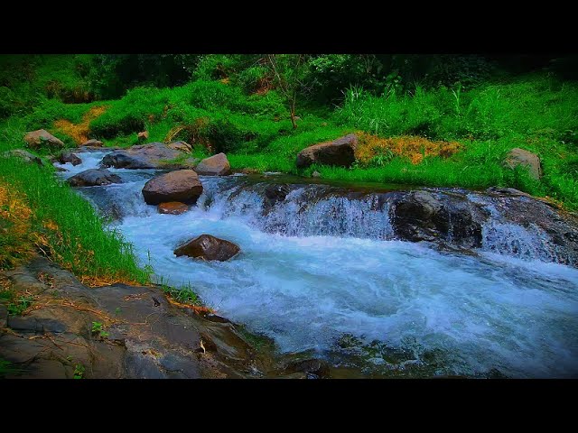 Explore the Science of Relaxation | Quick Sleep Solution | Relaxing River Sounds in  Nature Flow