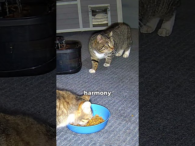 Living Harmony 😸