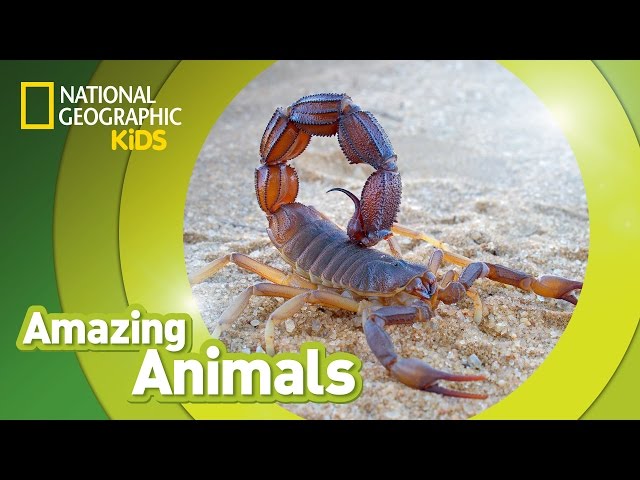 Scorpion | Amazing Animals