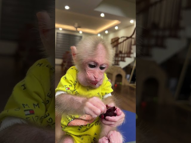 Baby Monkey 🐒 #shorts #monkeyeating #babymonkey #youtubeshorts #ytshorts