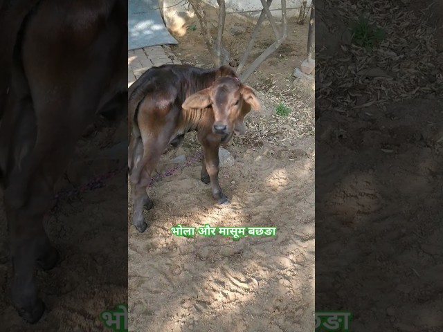 मासूम बछङा #cow #ytshorts #gaumata #youtubeshorts #trendingshorts #calf #shorts #cute #cutecowbaby