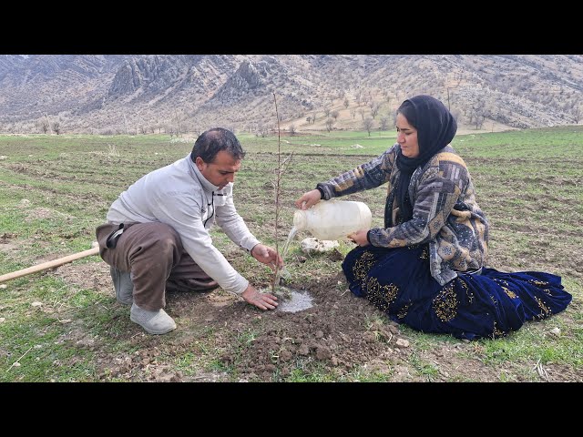 Collecting Masoud and Madineh's farm occupation