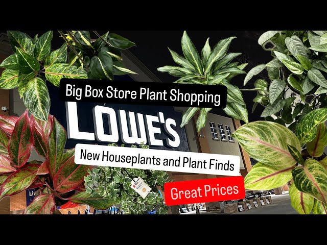 Big Box Store Plant Shopping Searching for New Houseplants at Lowe's Plant Finds Plant Haul