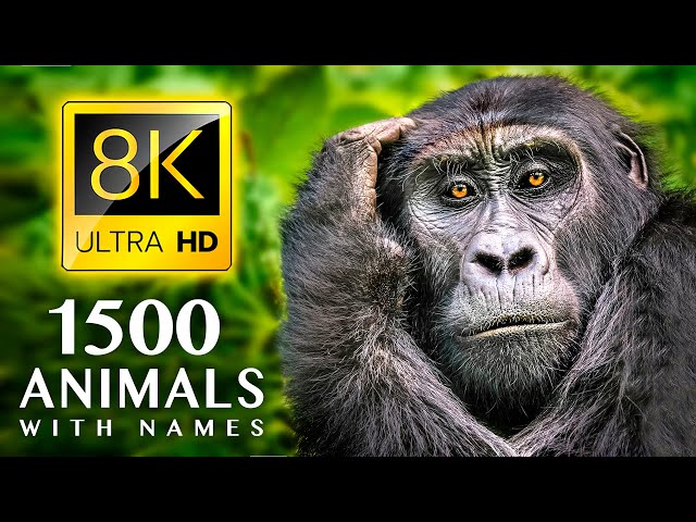 1500 ANIMALS NAMES and SOUNDS 8K ULTRA HD