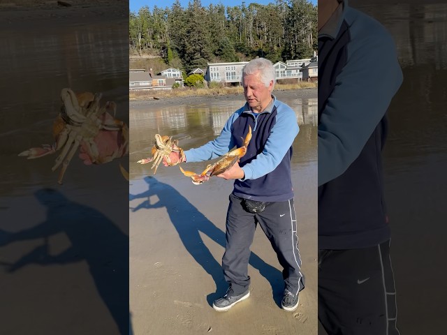 Crab snaring in Netarts Bay Oregon #crabbing #fishing #crab #shellfish #outdoors #adventure #food