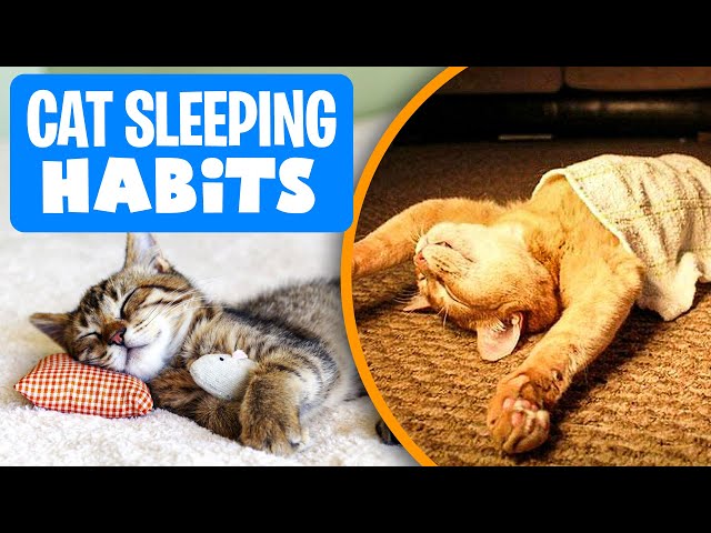 Understanding Your Cats SLEEP Preferences: Why Does My Cat Sleep There