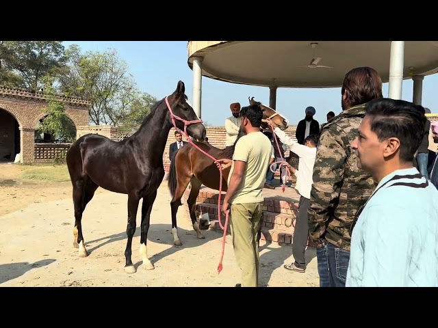 horses of Badal Stud farm of Sr Sukhbir singh Badal ਬਾਦਲ ਘੋੜਾ ਫਾਰਮ ਦੇ ਘੋੜੇ