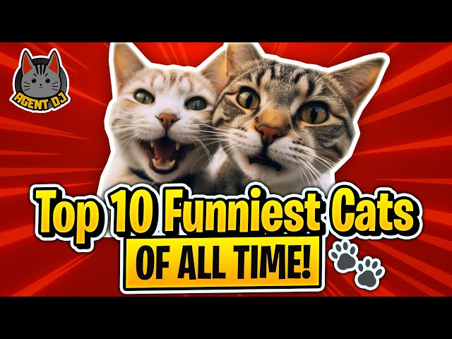 Top 10 Funniest Cats of All Time! 🐾