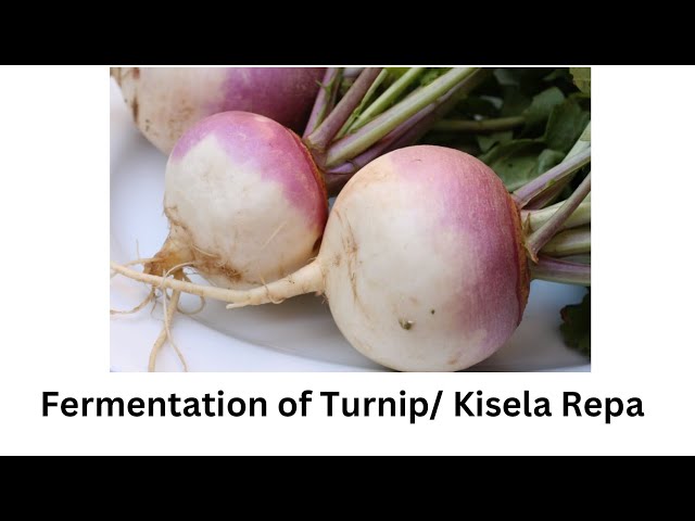 Kiseljenje repe / Fermentation of the turnip