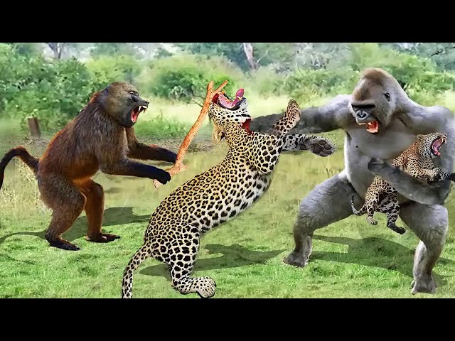 Baboons Team Up Against Leopards To Avenge Their Kind